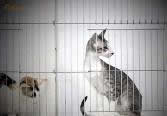 Patricia Ridenour_TICA_Oriental cat_Judging cages